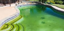 Pool Green to Clean Service